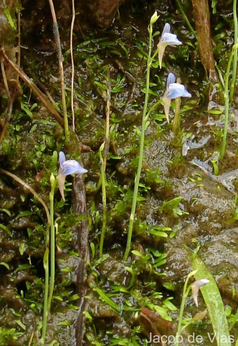 Utricularia graminifolia Vahl